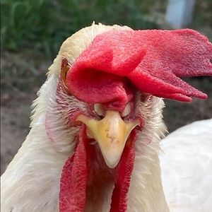 Meet your Posher, Alison